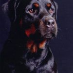 Bilan éducatif et éducation canine
